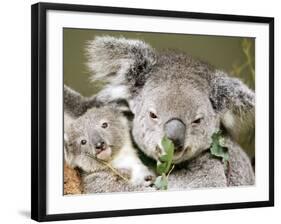 An 8-Month-Old Koala Joey-null-Framed Photographic Print