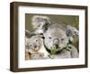 An 8-Month-Old Koala Joey-null-Framed Photographic Print