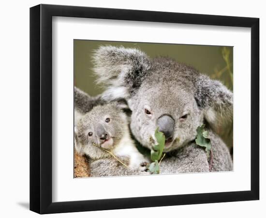 An 8-Month-Old Koala Joey-null-Framed Photographic Print