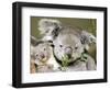 An 8-Month-Old Koala Joey-null-Framed Photographic Print