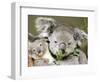 An 8-Month-Old Koala Joey-null-Framed Photographic Print