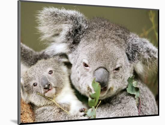 An 8-Month-Old Koala Joey-null-Mounted Photographic Print