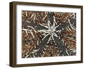 An Abstract Close-Up Image of a West Indian Sea Egg Urchin-Eric Peter Black-Framed Photographic Print