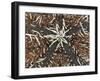An Abstract Close-Up Image of a West Indian Sea Egg Urchin-Eric Peter Black-Framed Photographic Print