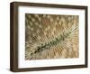 An Abstract Image of a Plate Coral with Tentacles Extended for Feeding-Eric Peter Black-Framed Photographic Print
