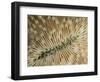 An Abstract Image of a Plate Coral with Tentacles Extended for Feeding-Eric Peter Black-Framed Photographic Print