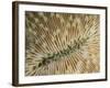 An Abstract Image of a Plate Coral with Tentacles Extended for Feeding-Eric Peter Black-Framed Photographic Print