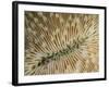 An Abstract Image of a Plate Coral with Tentacles Extended for Feeding-Eric Peter Black-Framed Photographic Print