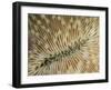 An Abstract Image of a Plate Coral with Tentacles Extended for Feeding-Eric Peter Black-Framed Photographic Print