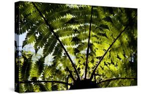 An Abstract Pattern Is Formed by a Tree in Te Urewera National Park on New Zealand's North Island-Sergio Ballivian-Stretched Canvas