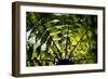 An Abstract Pattern Is Formed by a Tree in Te Urewera National Park on New Zealand's North Island-Sergio Ballivian-Framed Photographic Print