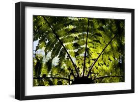 An Abstract Pattern Is Formed by a Tree in Te Urewera National Park on New Zealand's North Island-Sergio Ballivian-Framed Photographic Print