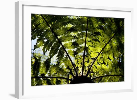 An Abstract Pattern Is Formed by a Tree in Te Urewera National Park on New Zealand's North Island-Sergio Ballivian-Framed Photographic Print