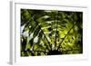 An Abstract Pattern Is Formed by a Tree in Te Urewera National Park on New Zealand's North Island-Sergio Ballivian-Framed Photographic Print