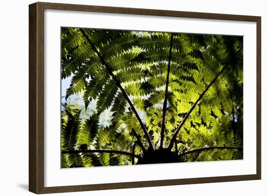 An Abstract Pattern Is Formed by a Tree in Te Urewera National Park on New Zealand's North Island-Sergio Ballivian-Framed Photographic Print