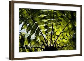 An Abstract Pattern Is Formed by a Tree in Te Urewera National Park on New Zealand's North Island-Sergio Ballivian-Framed Photographic Print