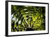 An Abstract Pattern Is Formed by a Tree in Te Urewera National Park on New Zealand's North Island-Sergio Ballivian-Framed Photographic Print