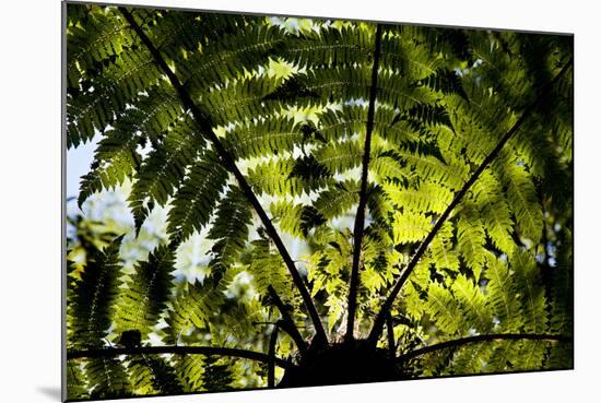 An Abstract Pattern Is Formed by a Tree in Te Urewera National Park on New Zealand's North Island-Sergio Ballivian-Mounted Photographic Print