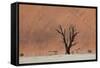 An Acacia Tree and Sand Dune in Namibia's  Namib-Naukluft National Park-Alex Saberi-Framed Stretched Canvas