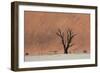 An Acacia Tree and Sand Dune in Namibia's  Namib-Naukluft National Park-Alex Saberi-Framed Photographic Print