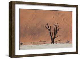 An Acacia Tree and Sand Dune in Namibia's  Namib-Naukluft National Park-Alex Saberi-Framed Photographic Print