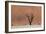 An Acacia Tree and Sand Dune in Namibia's  Namib-Naukluft National Park-Alex Saberi-Framed Photographic Print