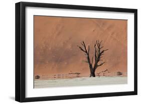 An Acacia Tree and Sand Dune in Namibia's  Namib-Naukluft National Park-Alex Saberi-Framed Photographic Print