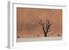 An Acacia Tree and Sand Dune in Namibia's  Namib-Naukluft National Park-Alex Saberi-Framed Photographic Print