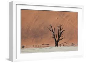 An Acacia Tree and Sand Dune in Namibia's  Namib-Naukluft National Park-Alex Saberi-Framed Photographic Print