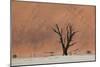 An Acacia Tree and Sand Dune in Namibia's  Namib-Naukluft National Park-Alex Saberi-Mounted Photographic Print