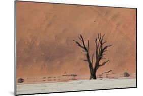 An Acacia Tree and Sand Dune in Namibia's  Namib-Naukluft National Park-Alex Saberi-Mounted Photographic Print