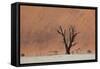 An Acacia Tree and Sand Dune in Namibia's  Namib-Naukluft National Park-Alex Saberi-Framed Stretched Canvas