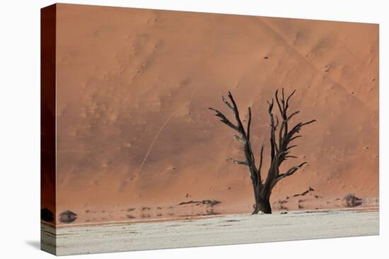 An Acacia Tree and Sand Dune in Namibia's  Namib-Naukluft National Park-Alex Saberi-Stretched Canvas