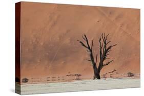 An Acacia Tree and Sand Dune in Namibia's  Namib-Naukluft National Park-Alex Saberi-Stretched Canvas