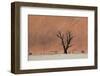 An Acacia Tree and Sand Dune in Namibia's  Namib-Naukluft National Park-Alex Saberi-Framed Photographic Print