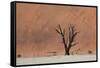 An Acacia Tree and Sand Dune in Namibia's  Namib-Naukluft National Park-Alex Saberi-Framed Stretched Canvas