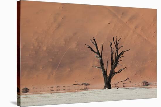 An Acacia Tree and Sand Dune in Namibia's  Namib-Naukluft National Park-Alex Saberi-Stretched Canvas