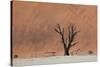 An Acacia Tree and Sand Dune in Namibia's  Namib-Naukluft National Park-Alex Saberi-Stretched Canvas