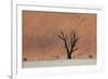 An Acacia Tree and Sand Dune in Namibia's  Namib-Naukluft National Park-Alex Saberi-Framed Photographic Print