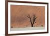 An Acacia Tree and Sand Dune in Namibia's  Namib-Naukluft National Park-Alex Saberi-Framed Photographic Print