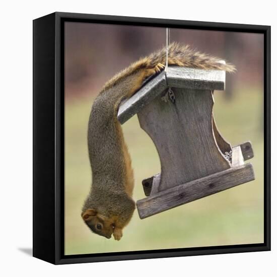 An Acrobatic Squirrel Enjoys the Contents of a Feeder While Hanging Upside-Down-null-Framed Stretched Canvas