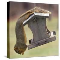 An Acrobatic Squirrel Enjoys the Contents of a Feeder While Hanging Upside-Down-null-Stretched Canvas