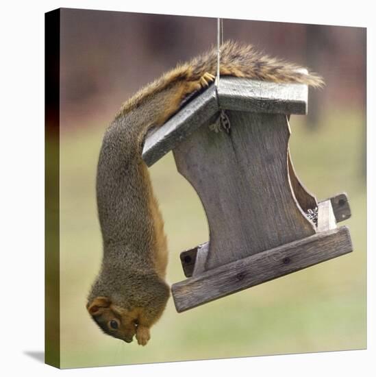 An Acrobatic Squirrel Enjoys the Contents of a Feeder While Hanging Upside-Down-null-Stretched Canvas