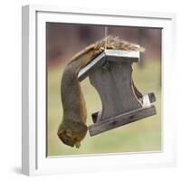 An Acrobatic Squirrel Enjoys the Contents of a Feeder While Hanging Upside-Down-null-Framed Photographic Print
