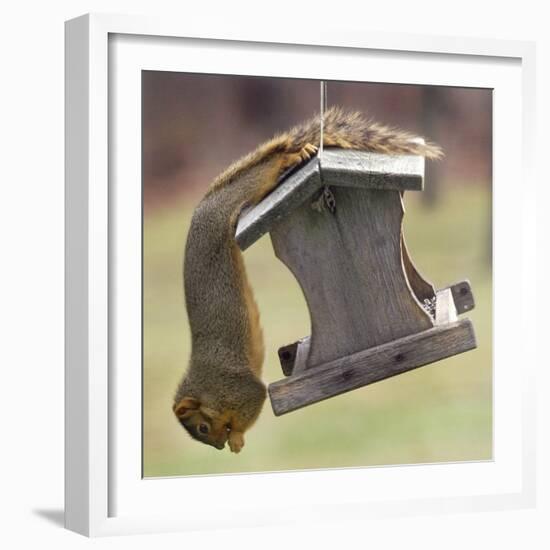 An Acrobatic Squirrel Enjoys the Contents of a Feeder While Hanging Upside-Down-null-Framed Photographic Print