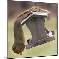 An Acrobatic Squirrel Enjoys the Contents of a Feeder While Hanging Upside-Down-null-Mounted Photographic Print