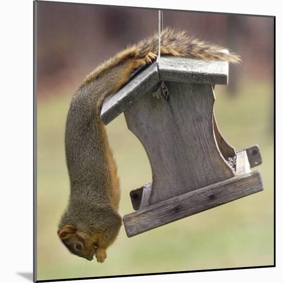 An Acrobatic Squirrel Enjoys the Contents of a Feeder While Hanging Upside-Down-null-Mounted Photographic Print