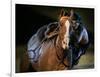 An Actor Dressed as an Indian Rides His Horse While Performing at the Opera Pampa Show-null-Framed Photographic Print