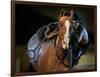 An Actor Dressed as an Indian Rides His Horse While Performing at the Opera Pampa Show-null-Framed Photographic Print