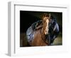 An Actor Dressed as an Indian Rides His Horse While Performing at the Opera Pampa Show-null-Framed Photographic Print